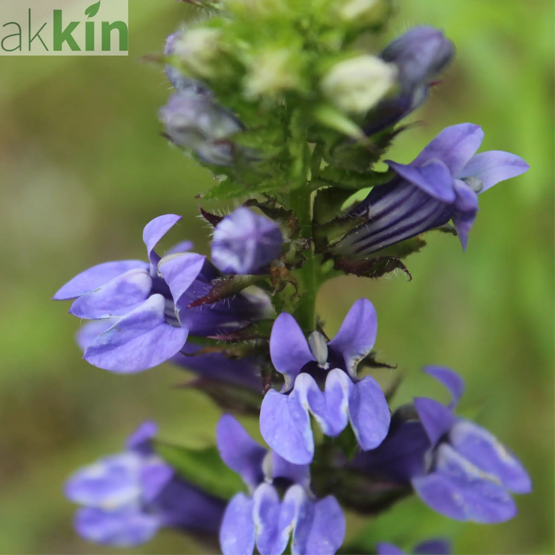 Lobelia × speciosa 'Fan Blue' 1.5L One Click Plants