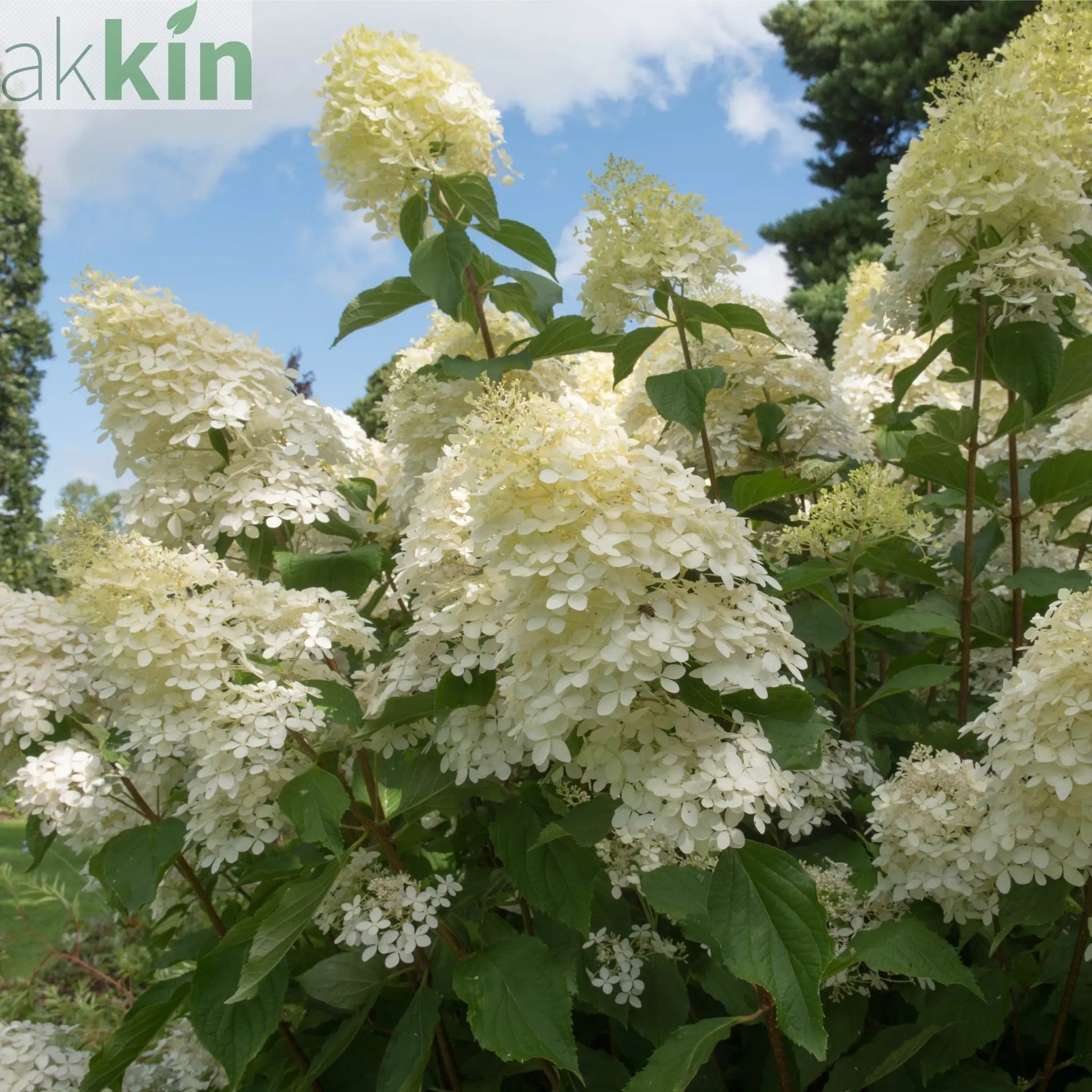 Hydrangea paniculata Phantom 1L (30-40cm inc. pot) One Click Plants