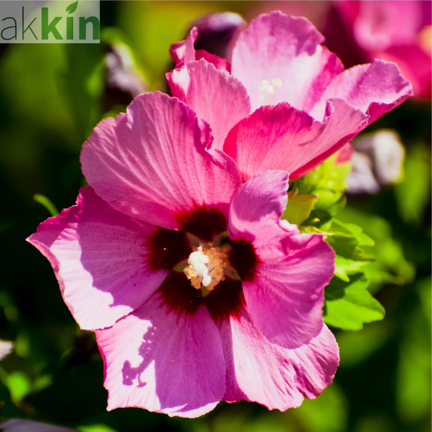 Hibiscus syriacus 'Woodbridge' 1.5L One Click Plants