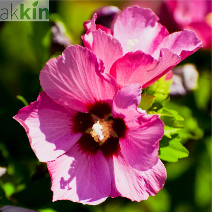 Hibiscus syriacus 'Woodbridge' 1.5L One Click Plants