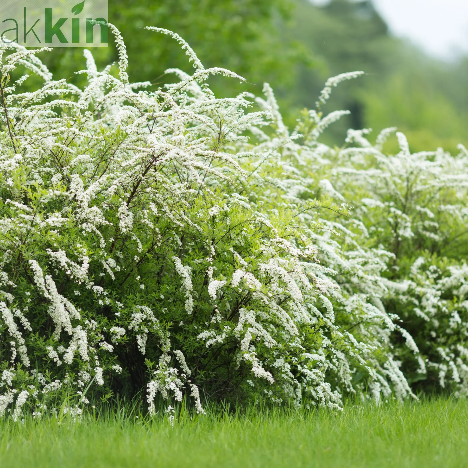 Spiraea x cinerea 'Grefsheim' 5L One Click Plants