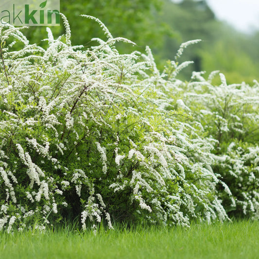 Spiraea x cinerea 'Grefsheim' 5L One Click Plants