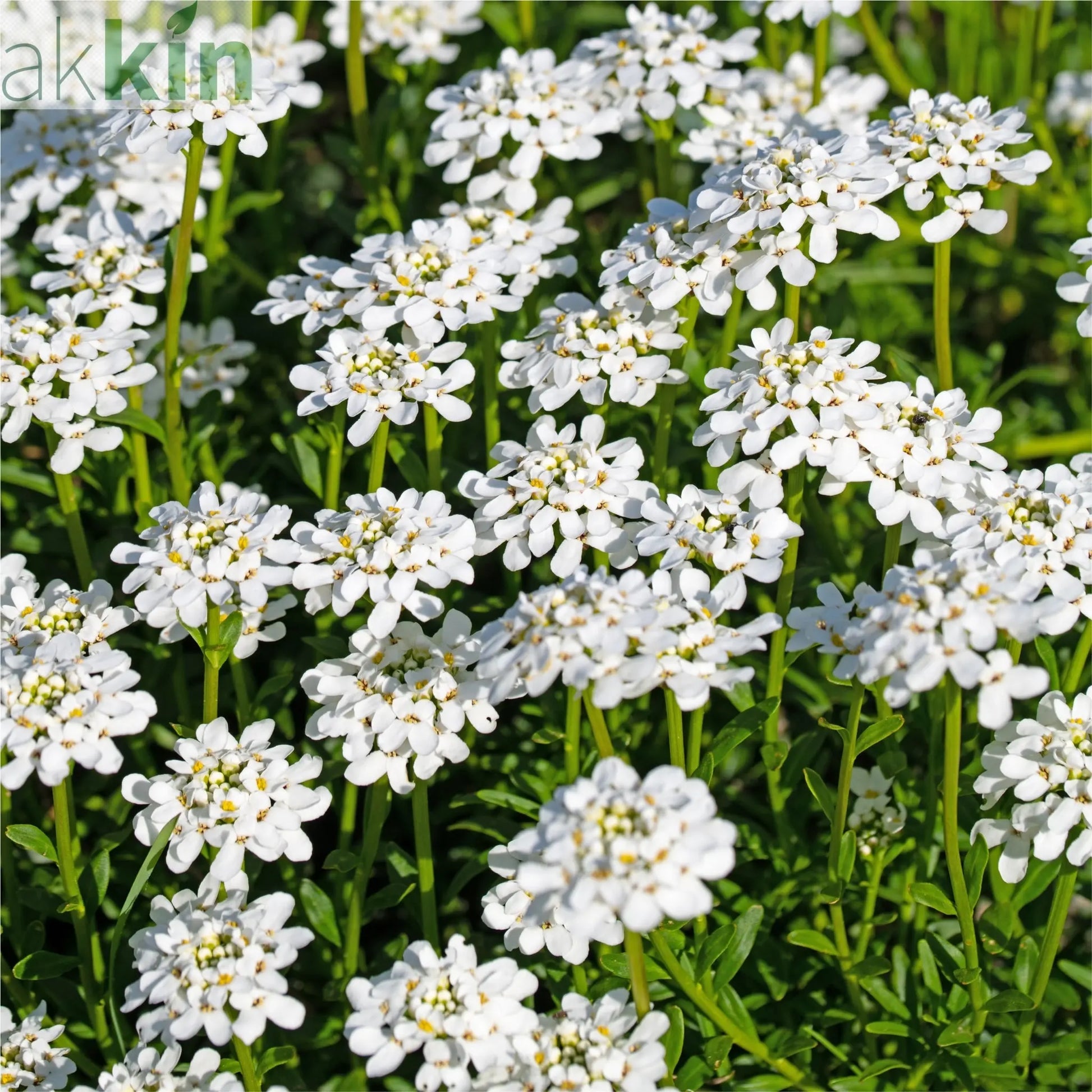 Iberis sempervirens 'Fishbeck' 2L One Click Plants