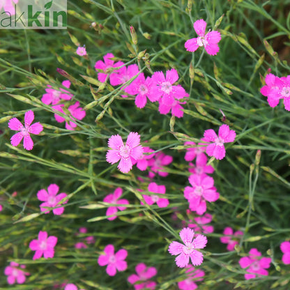 Dianthus deltoies 'Brilliant' 9cm One Click Plants