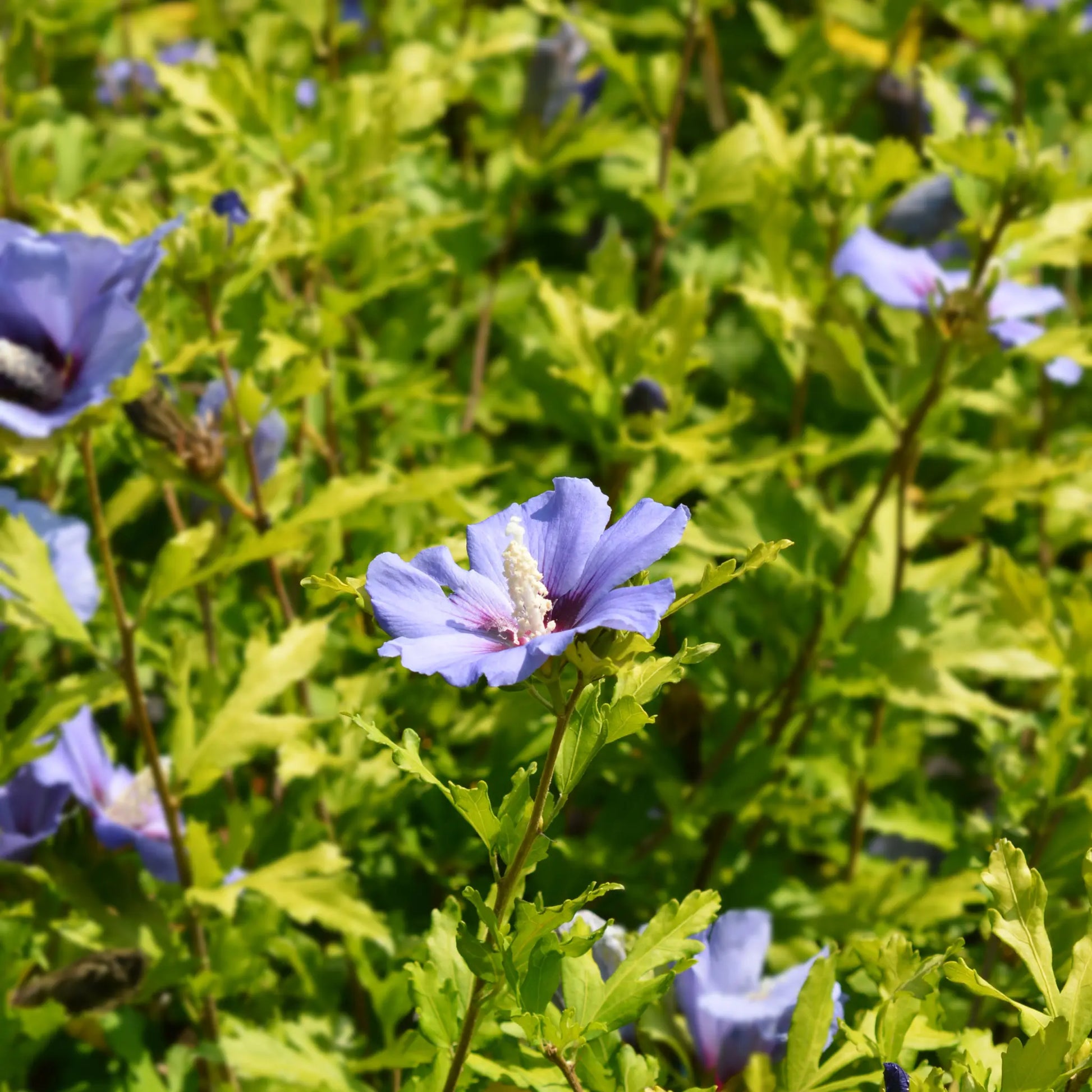Hibiscus Syriacus 'Marina' 1.5L One Click Plants