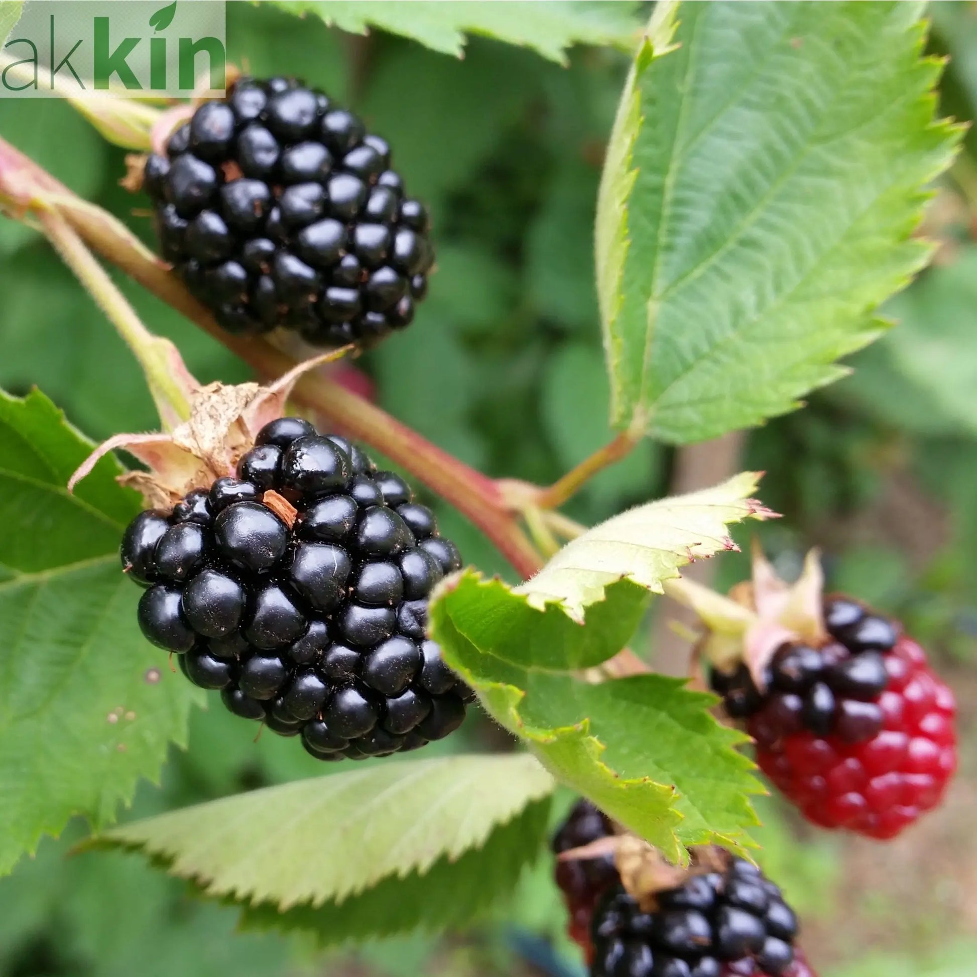 Blackberry 'Thornless Evergreen' 2L One Click Plants