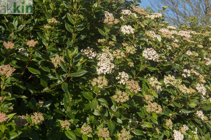 Half Standard Viburnum tinus 'Eve Price' One Click Plants