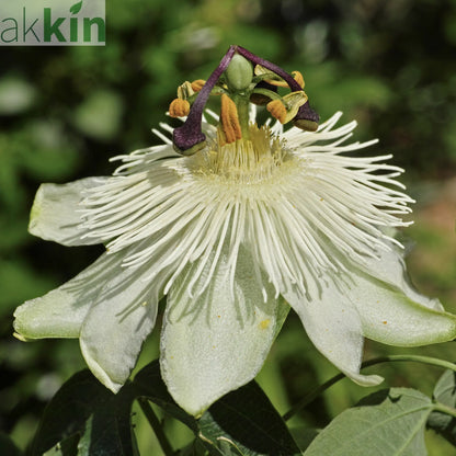 Passionflower Climber | Constance Elliot | 60cm One Click Plants