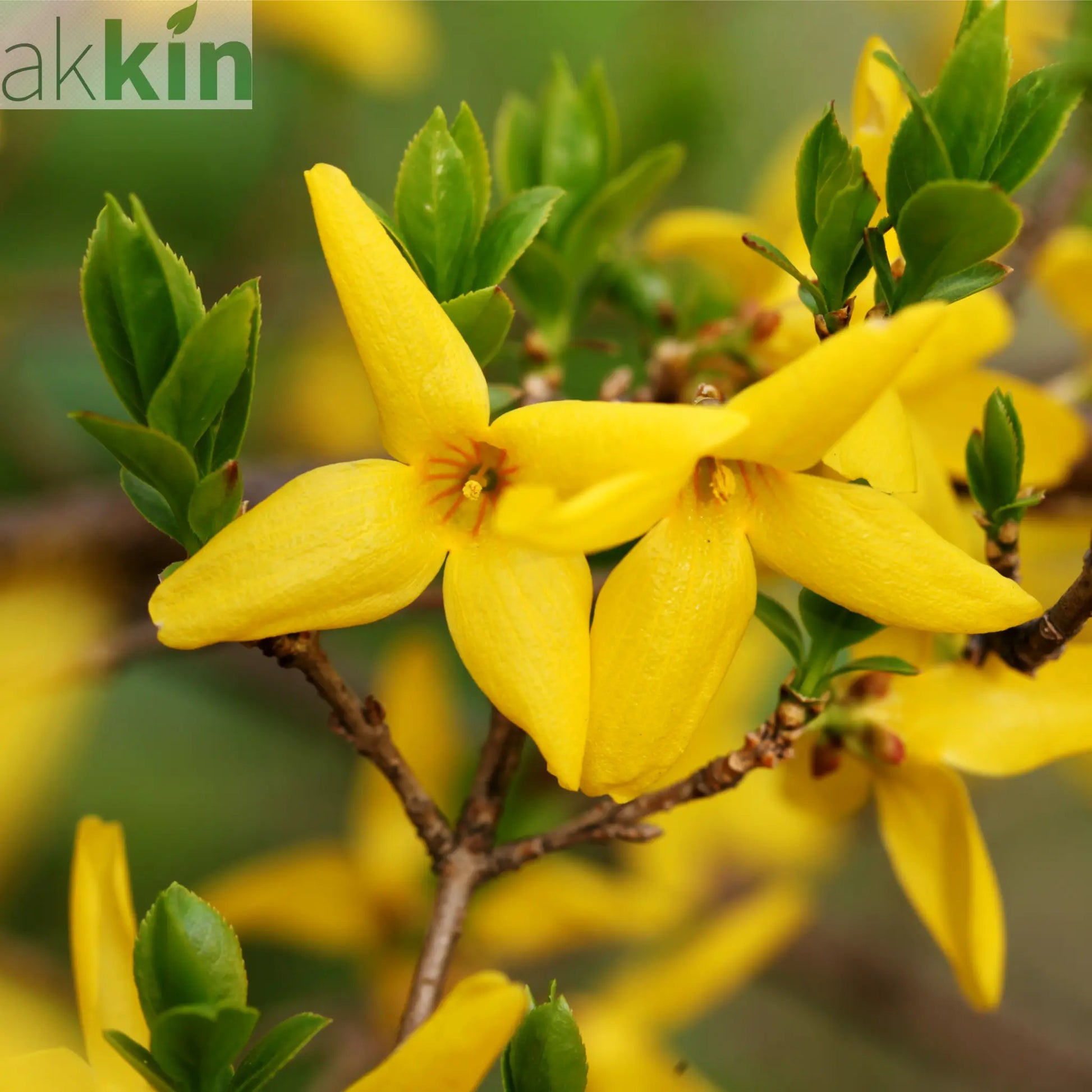 Forsythia x intermedia 'Weekend' 1L One Click Plants