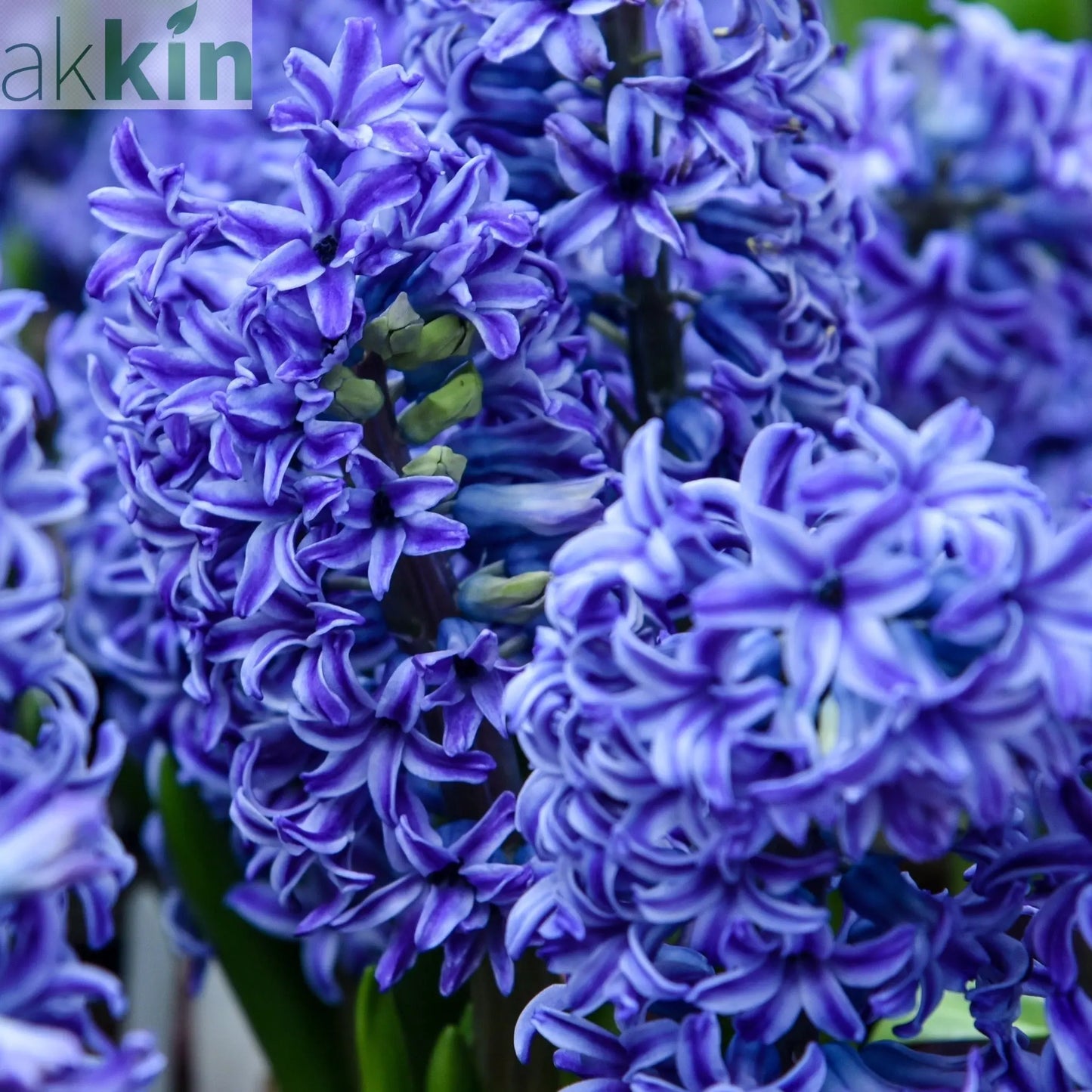 Hyacinth Mixed (3/7 Bulbs) One Click Plants