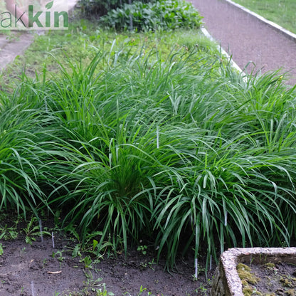 Carex oshimensis 'Intense Green' 2L One Click Plants
