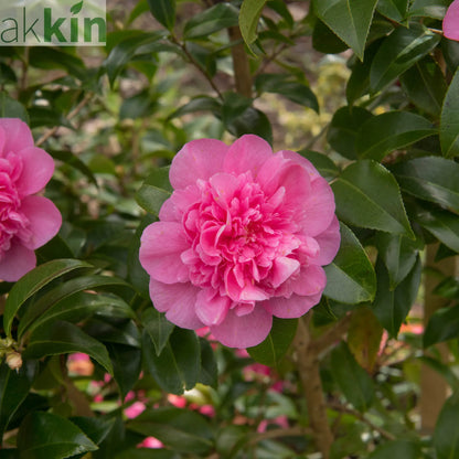 Camellia japonica Debbie 9cm / 2L One Click Plants
