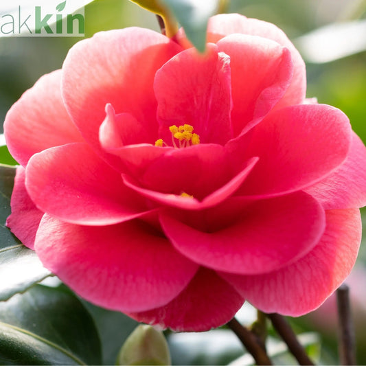 Camellia x Wiliamsi (Hybrid Camellia) 50-60cm One Click Plants