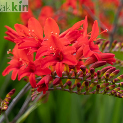 Crocosmia x crocosmiiflora 'Lucifer' 9cm/2L One Click Plants