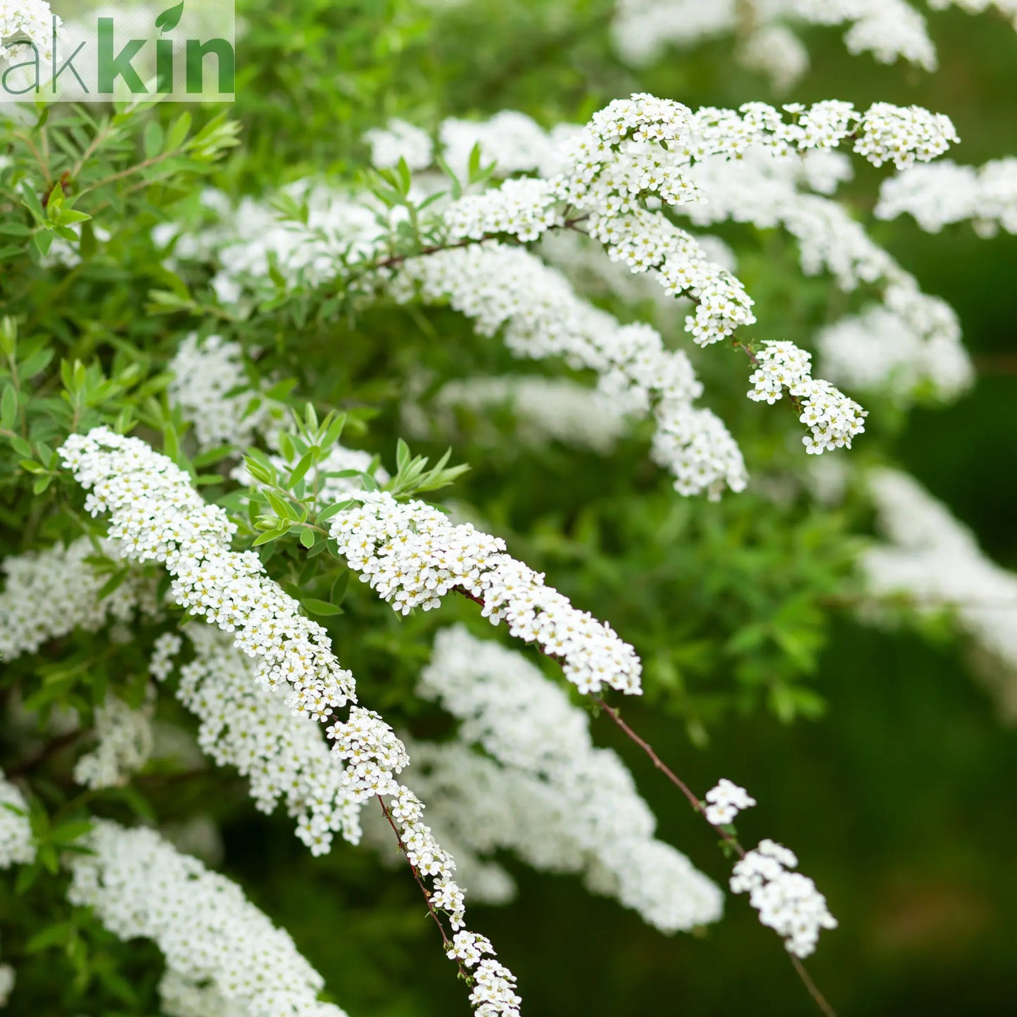 Spiraea x cinerea 'Grefsheim' 5L One Click Plants