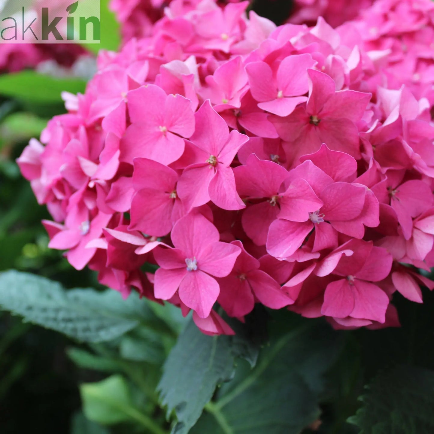 Dwarf Hydrangea | Hydrangea macrophylla 'Little Pink' 2L One Click Plants