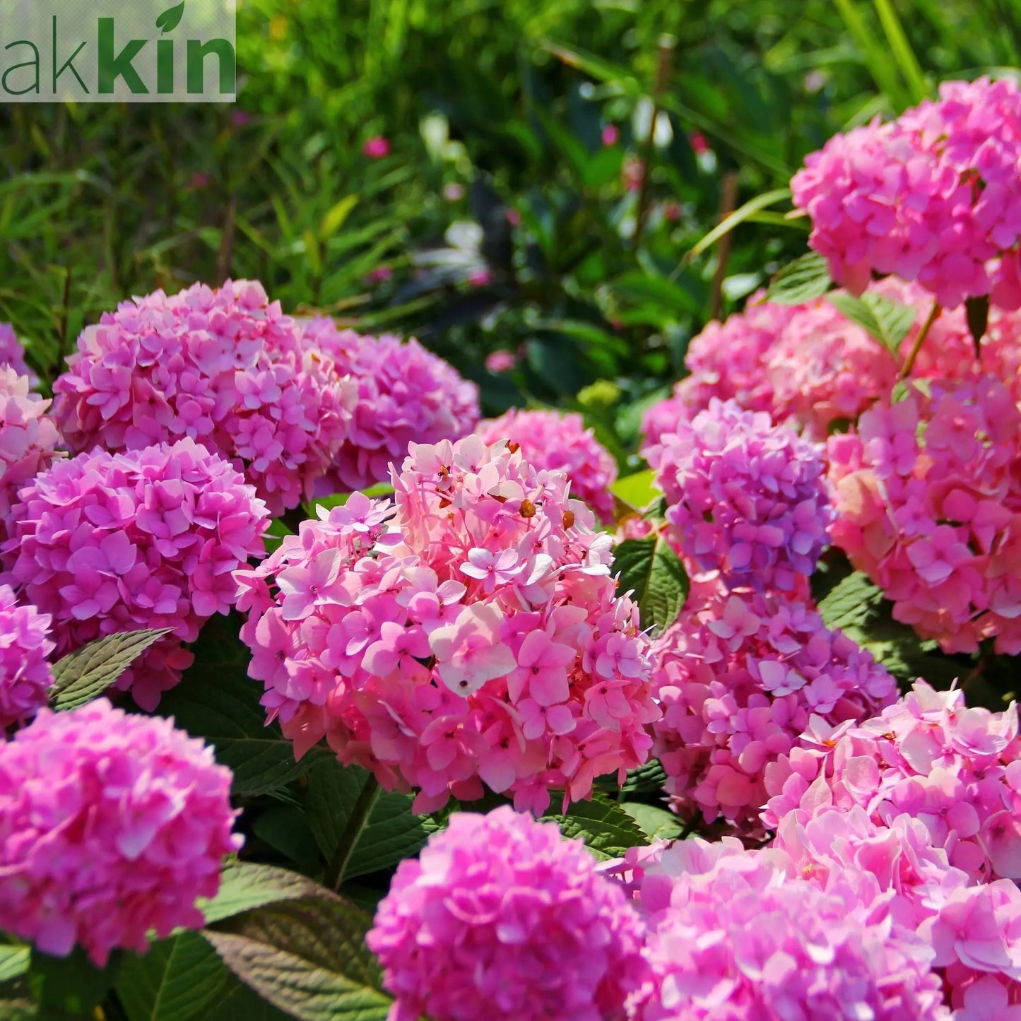 Hydrangea macrophylla 'Pink Ball' (Multiple Sizes Available) One Click Plants