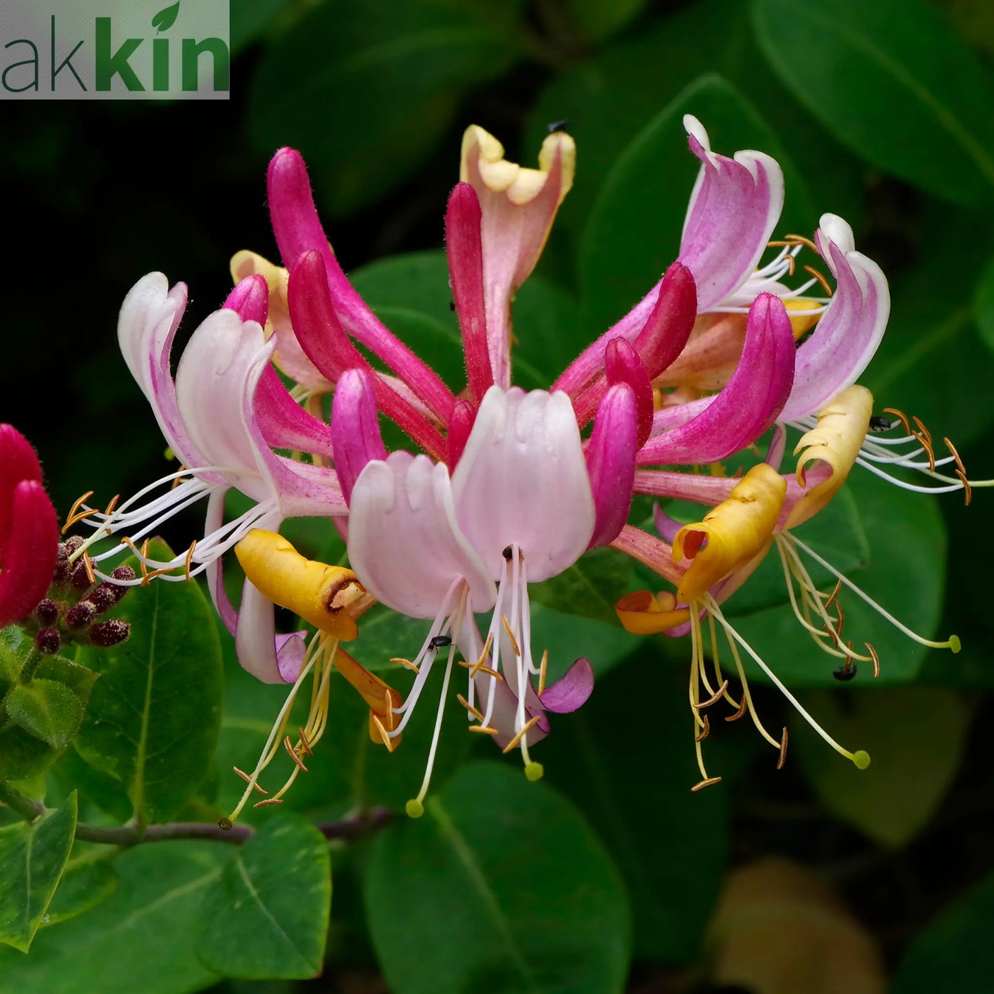 Honeysuckle periclymenum 'Serotina' 60cm One Click Plants