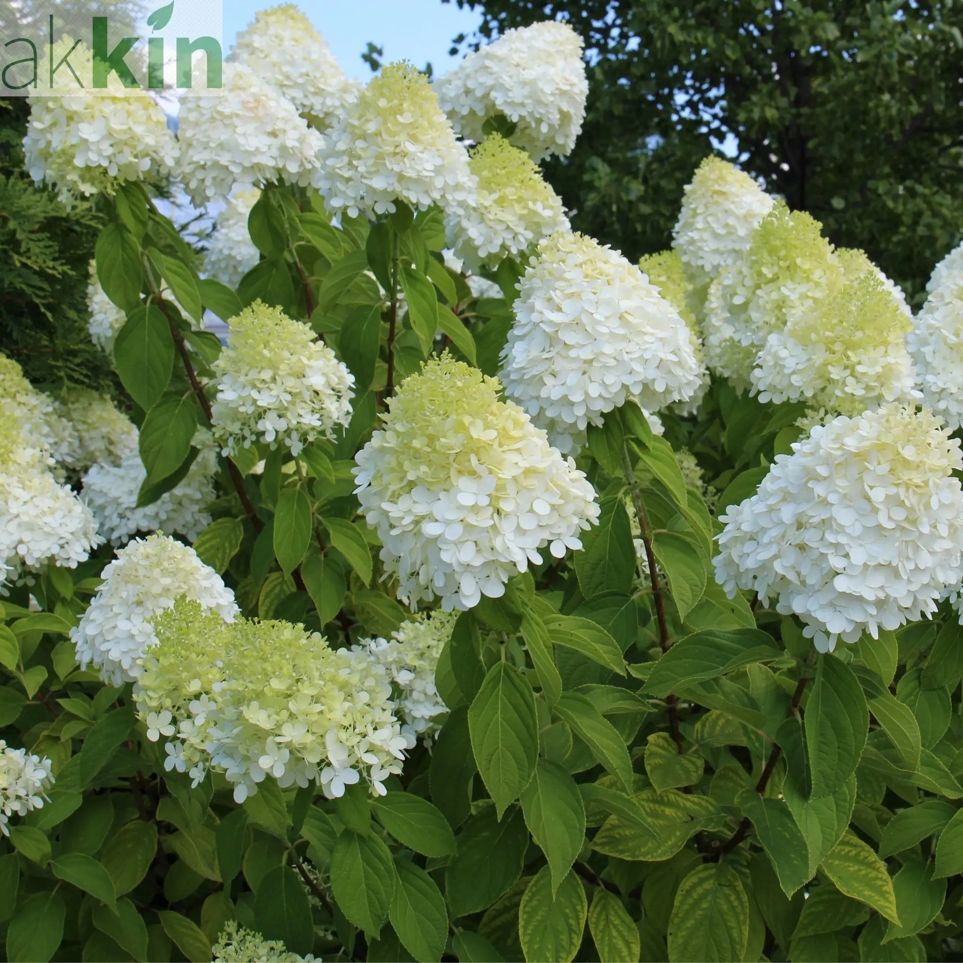 Hydrangea paniculta 'LimeLight' 9cm/2L/5L One Click Plants