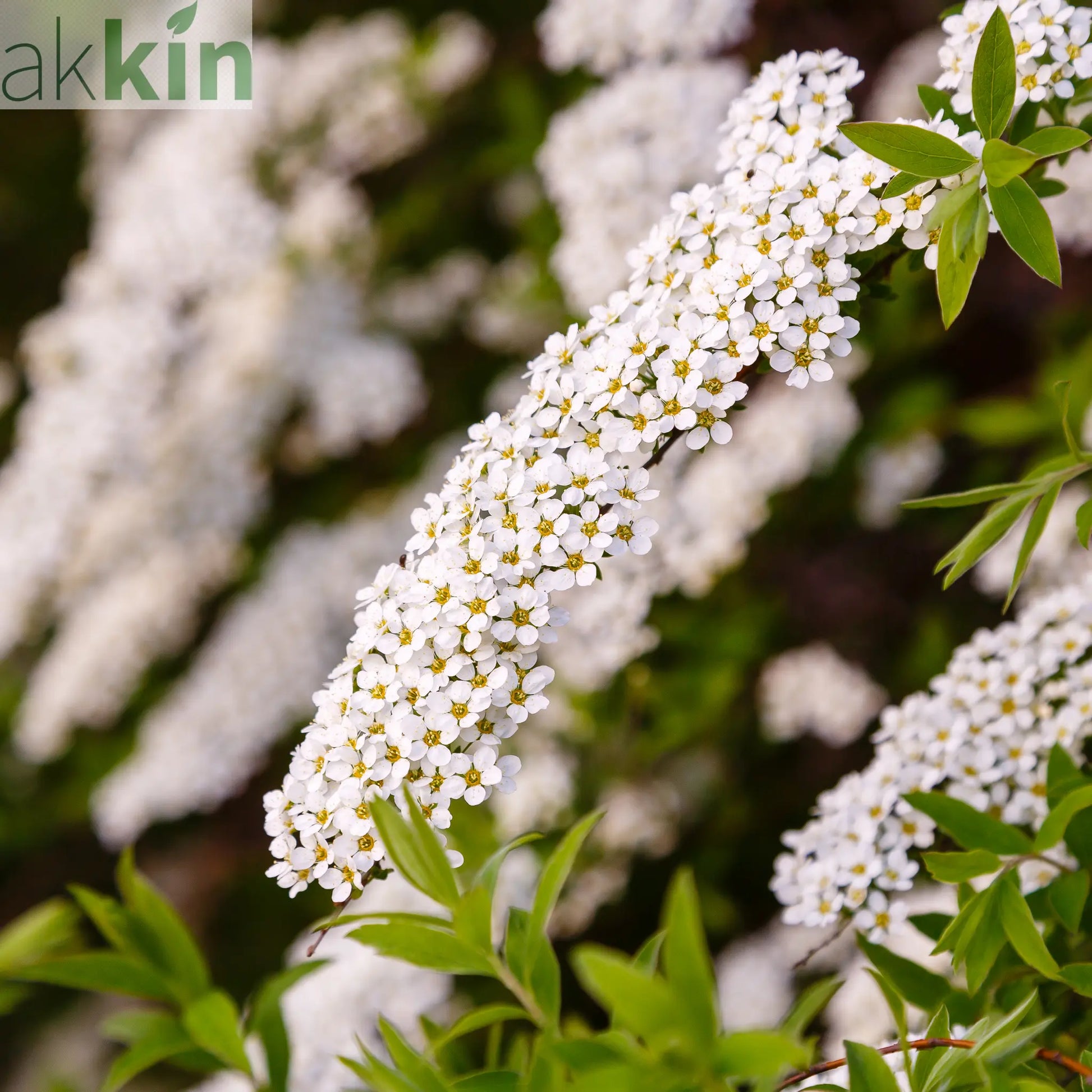 Spiraea japonica 'Snowmound' 1L One Click Plants
