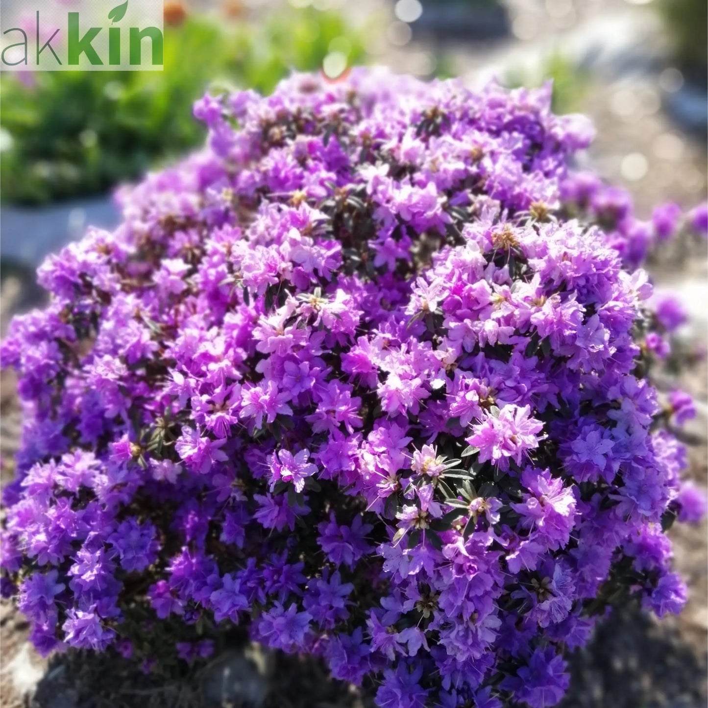 Rhododendron 'Azurika' 2L One Click Plants