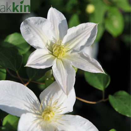 Clematis 'Shirayukihime' 90-95cm One Click Plants