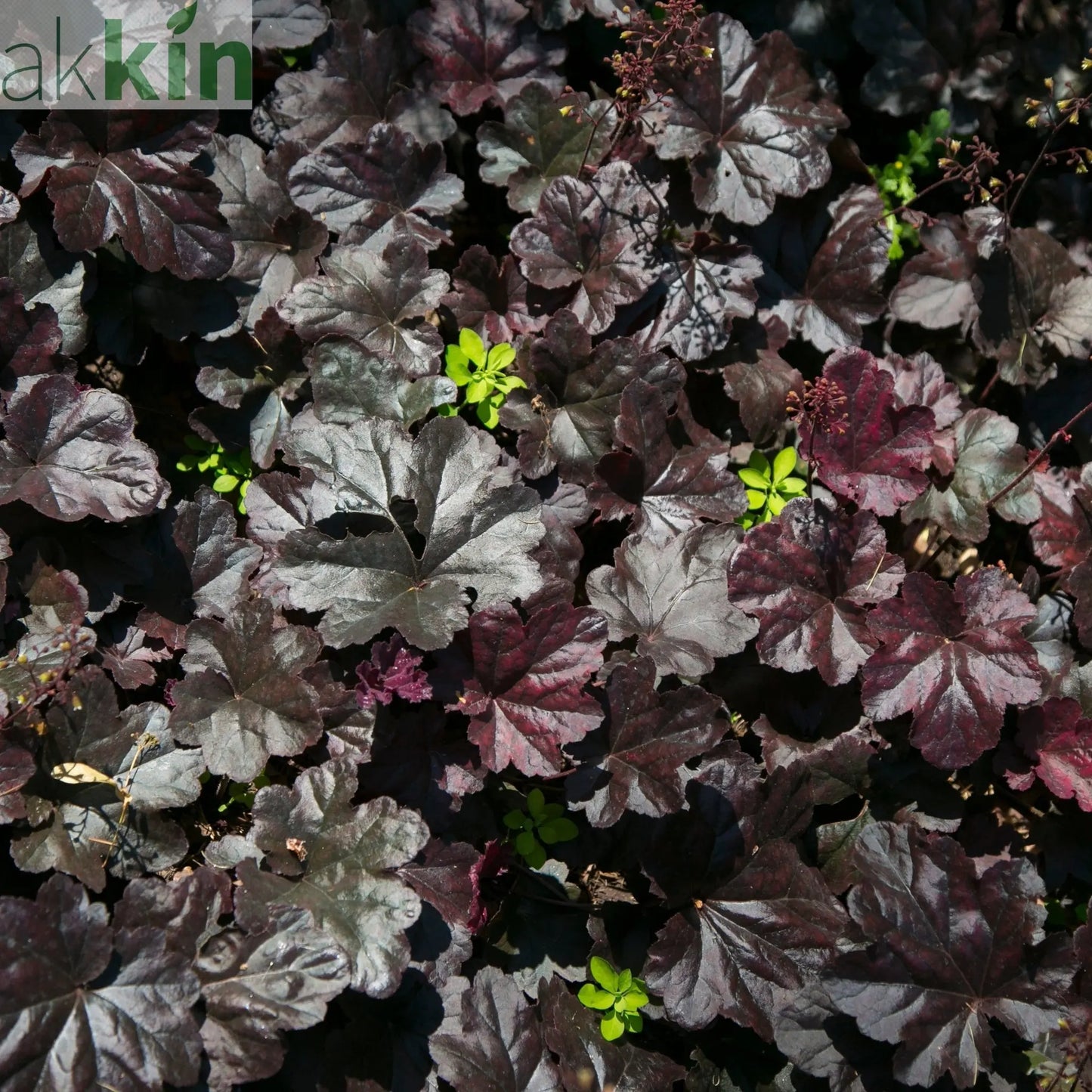 Heuchera 'Black Pearl' 2L One Click Plants