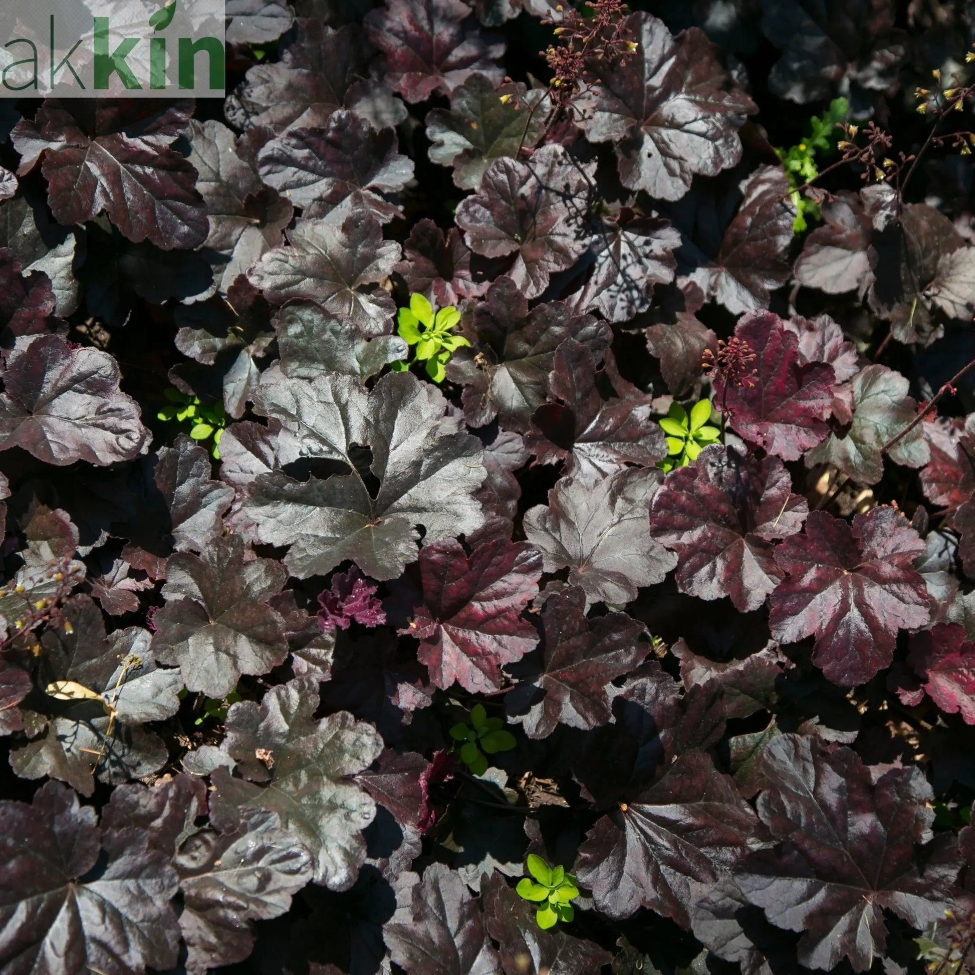Heuchera 'Black Pearl' 2L One Click Plants