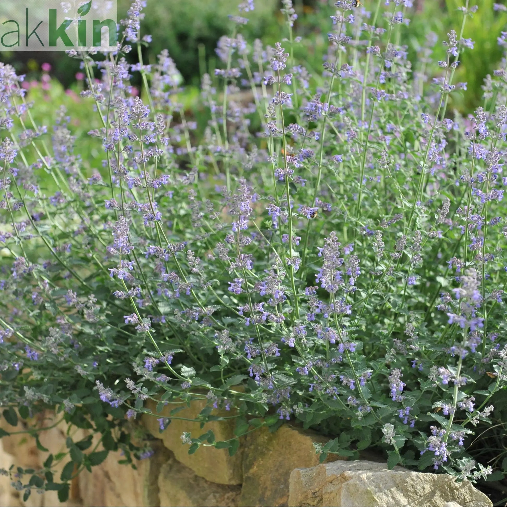 Nepeta Six Hills Giant 9cm/11cm/2L One Click Plants