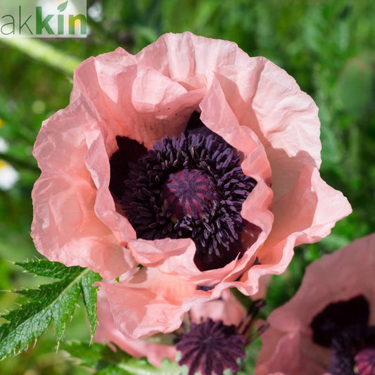 Papaver - Coral Reef Poppy 1L One Click Plants