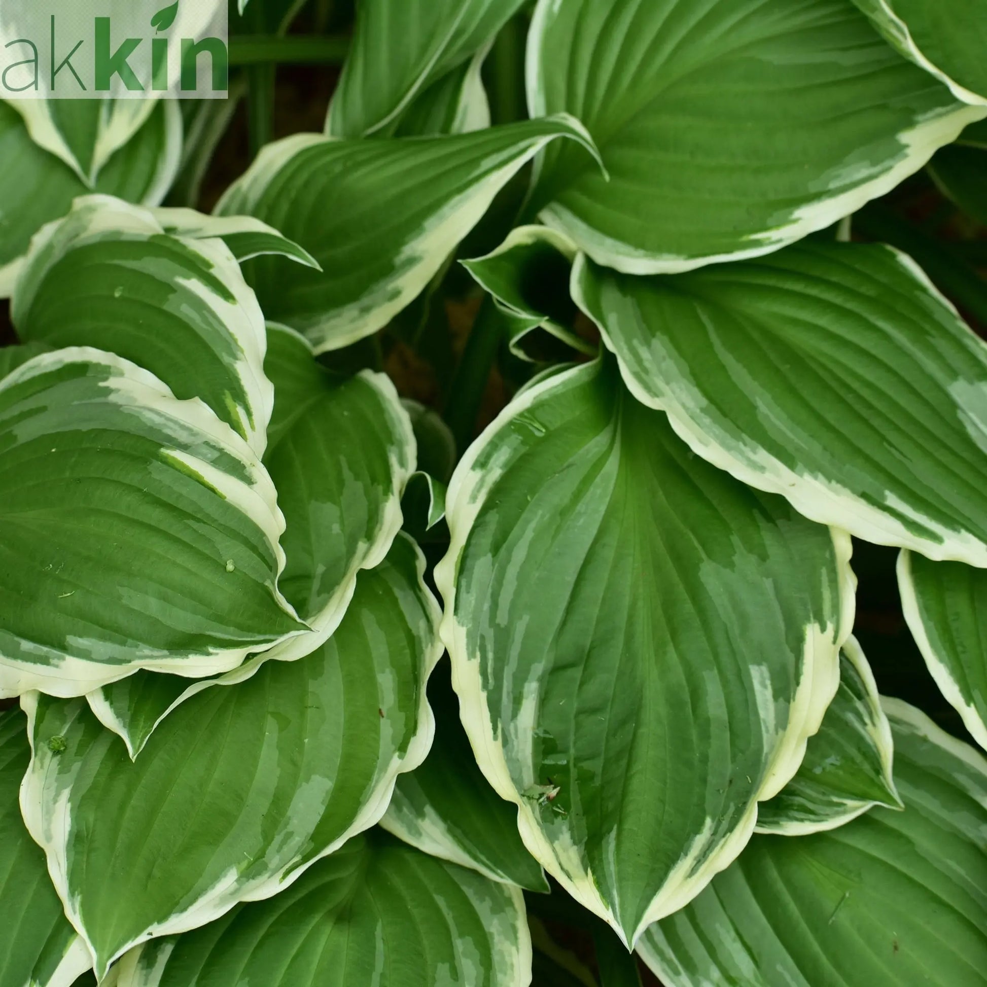 Hosta 'Francee' (fortunei) 9cm/2L One Click Plants