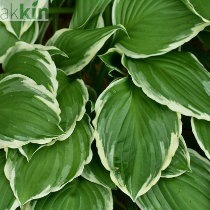 Hosta 'Francee' (fortunei) 9cm/2L One Click Plants