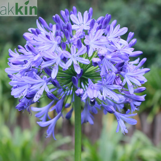 Agapanthus 'Summer Love' 2L One Click Plants