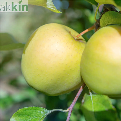 Dwarf/Patio Apple Tree - Golden delicious 1m One Click Plants