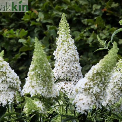 Buddleja davidii 'Manho White’ 1L / 2L One Click Plants
