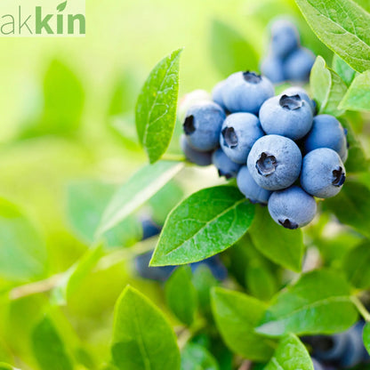 Blueberry 'Brigitta Blue' 2L One Click Plants