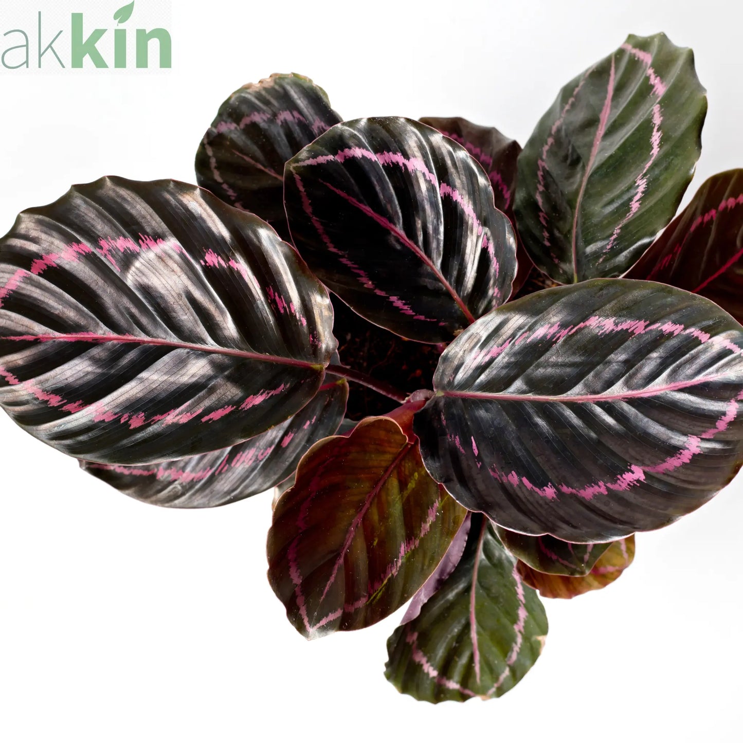 Calathea roseopicta Surprise Star 50cm One Click Plants