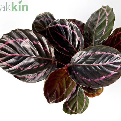 Calathea roseopicta Surprise Star 50cm One Click Plants