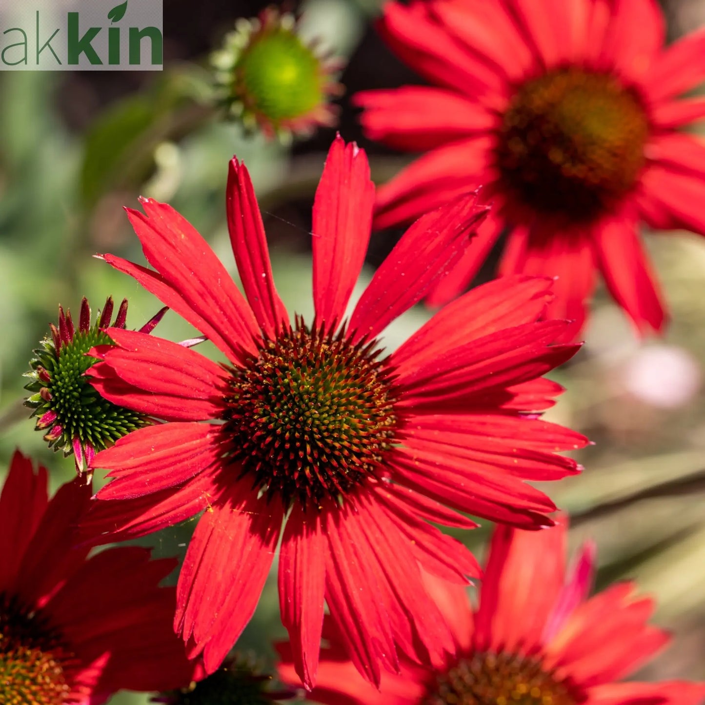Echinacea purpurea - Red 1.5L One Click Plants