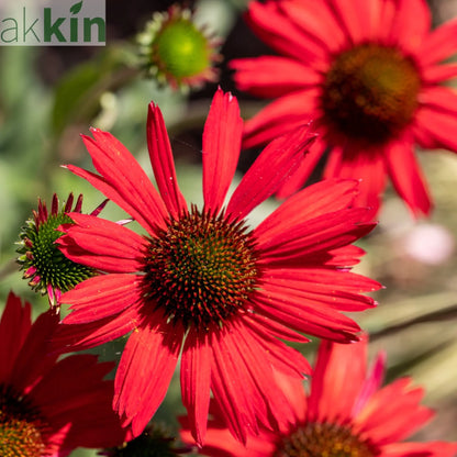 Echinacea purpurea - Red 1.5L One Click Plants