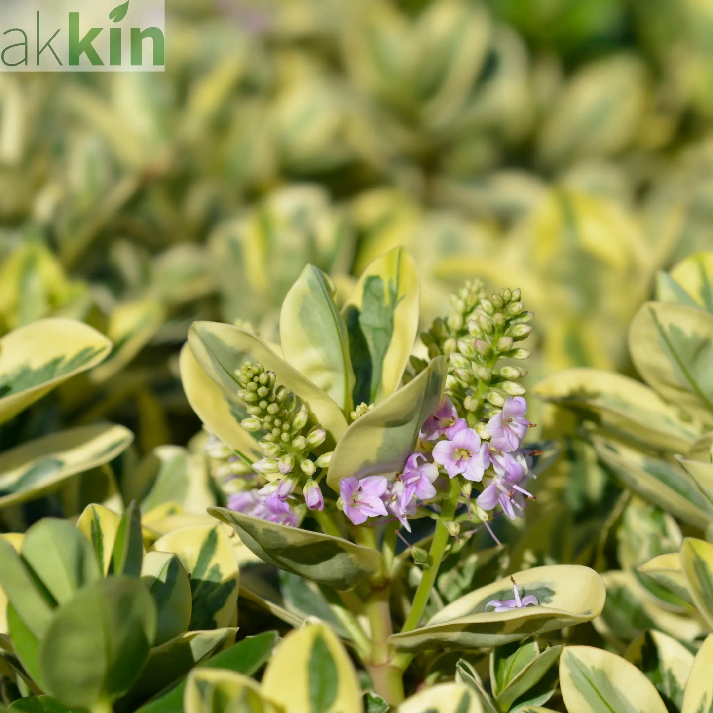 Variegated Hebe andersonii Katrina 1L/5L One Click Plants