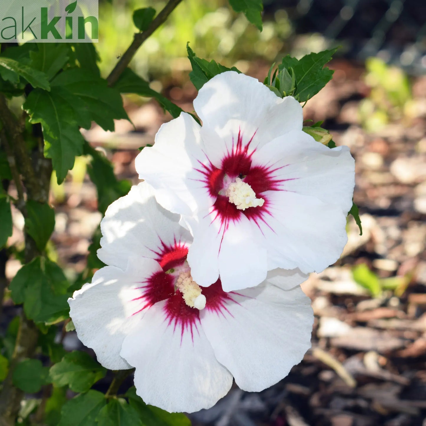Hibiscus syriacus 'Red Heart' 2L One Click Plants