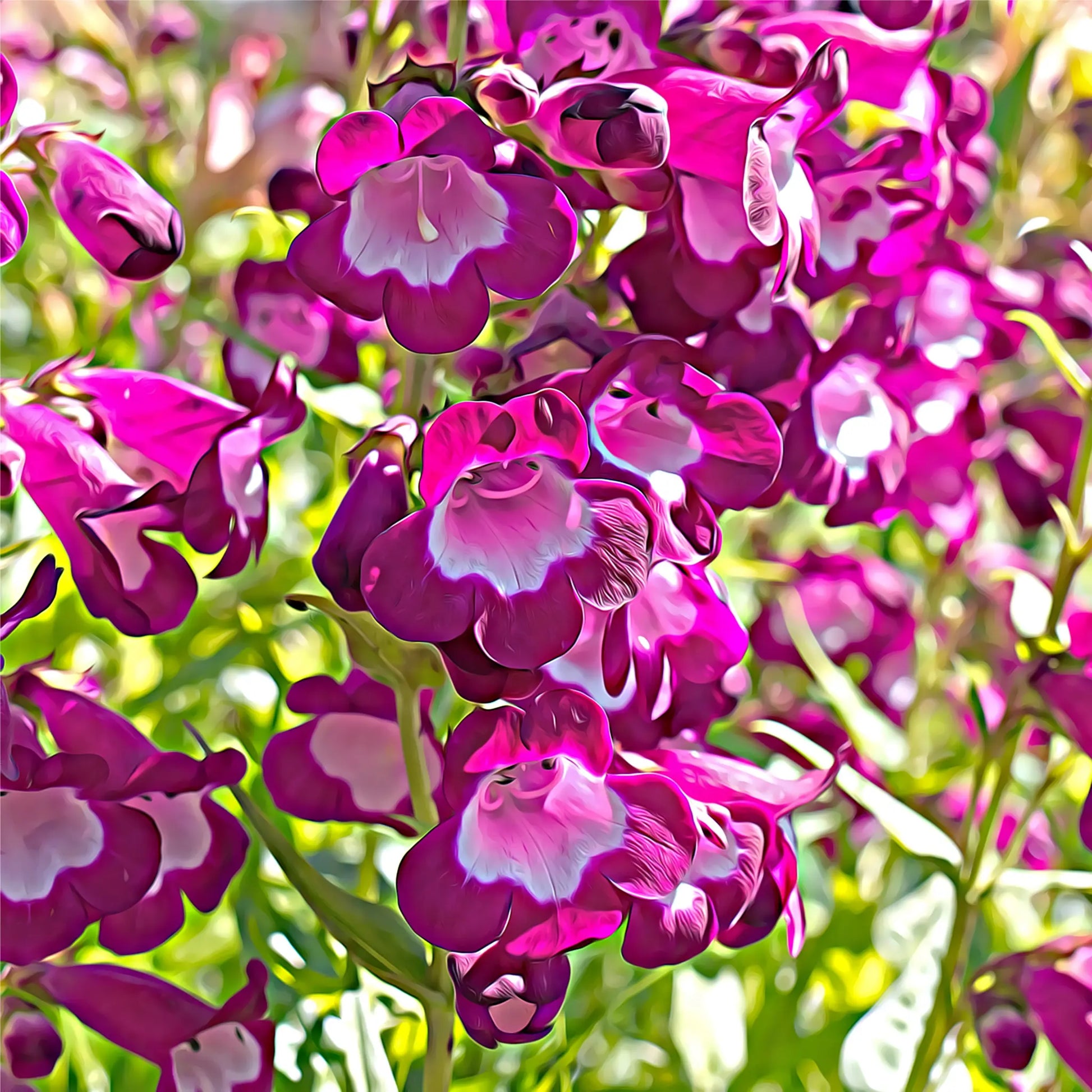 Penstemon ‘Phoenix Magenta’ 1.5L One Click Plants