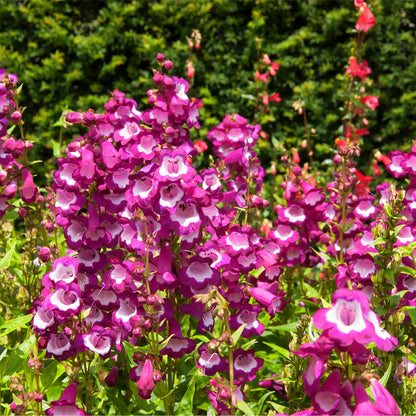 Penstemon ‘Phoenix Magenta’ 1.5L One Click Plants