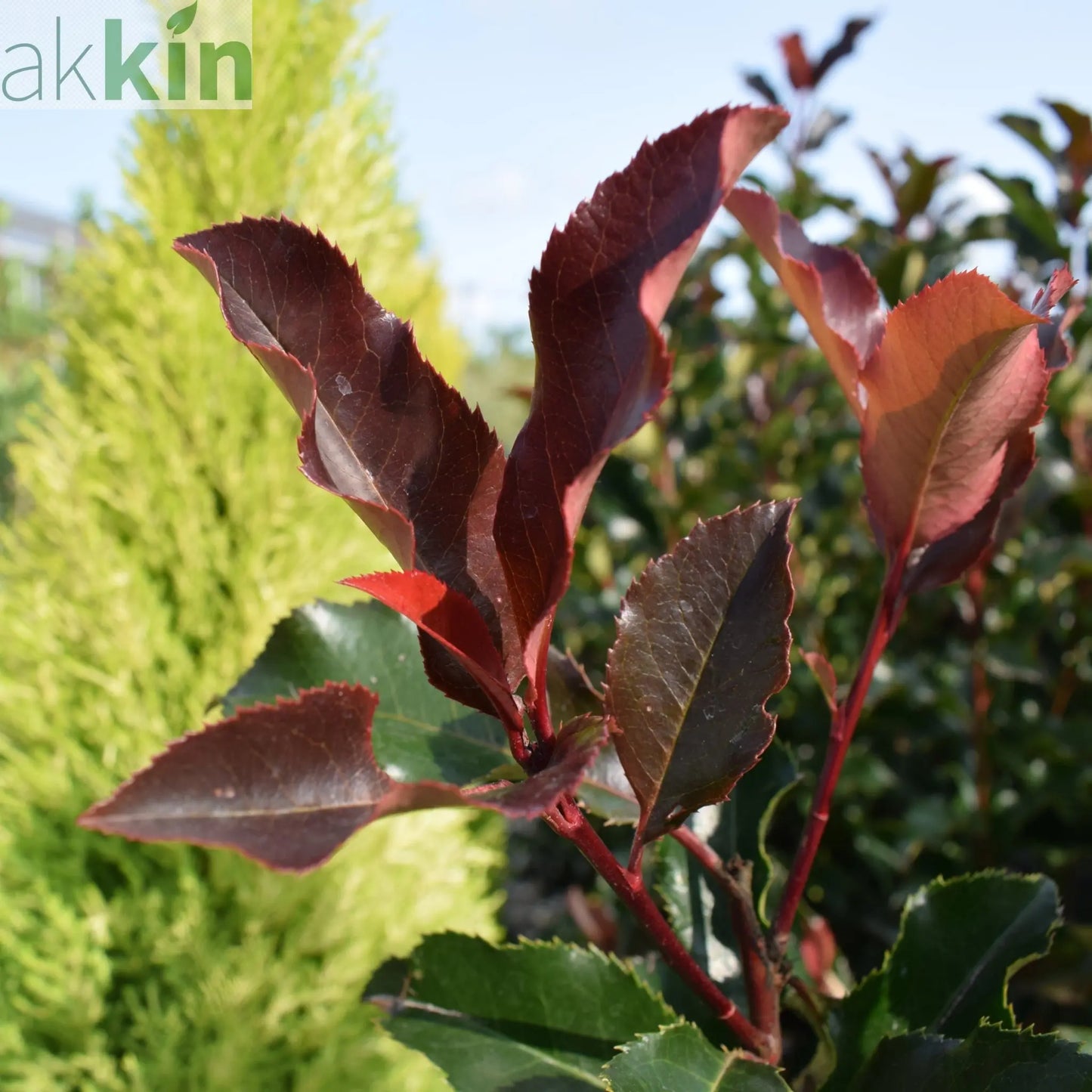Photinia 'Magical Volcano' 5L (Multibuy Offers Available) One Click Plants