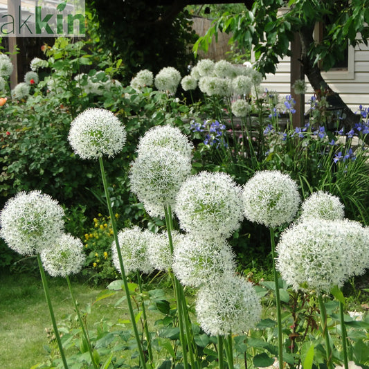 Allium 'White Giant' 2L One Click Plants