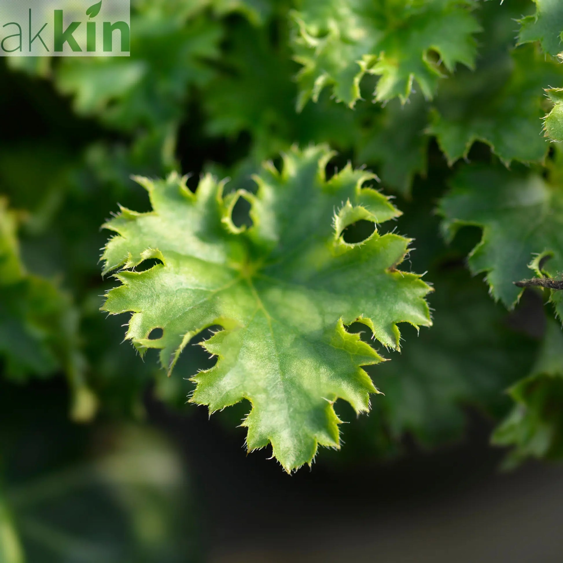 Heuchera 'Apple Crisp' 2L One Click Plants