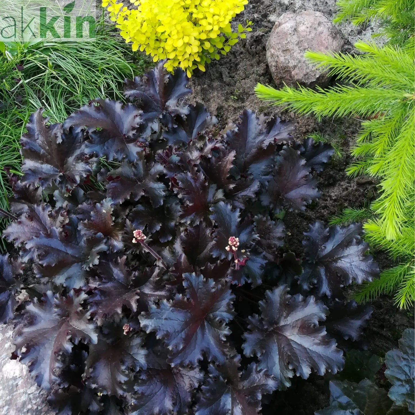 Heuchera 'Black Pearl' 2L One Click Plants