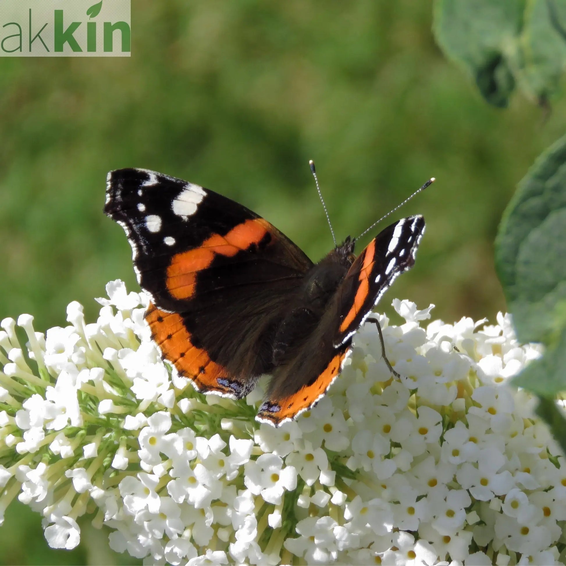 Buddleja davidii 'Manho White’ 1L / 2L One Click Plants
