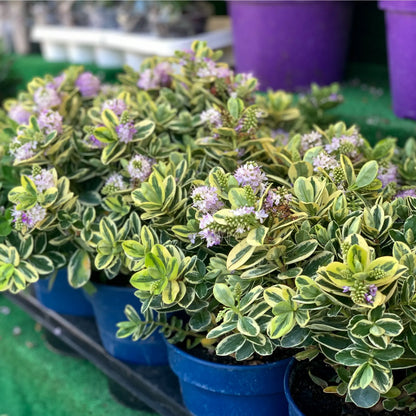 Variegated Hebe andersonii Katrina 1L/5L One Click Plants